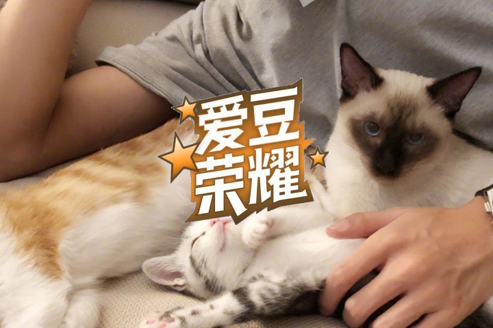 好想变成爱豆养的宠物啊...