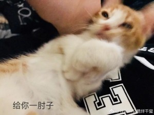 好想变成爱豆养的宠物啊...