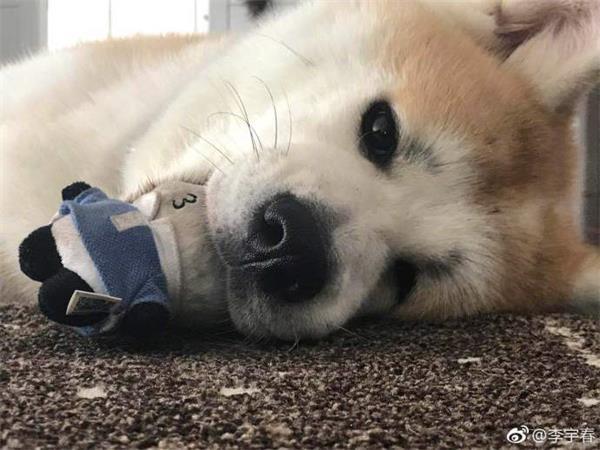 李宇春登台前鞋被爱狗咬烂无奈求助网友，当然是选择原谅它了